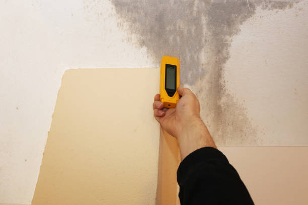 Best Commercial Mold Inspection  in Port Labelle, FL