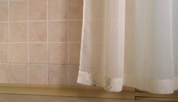 Best Black Mold Removal  in Port Labelle, FL