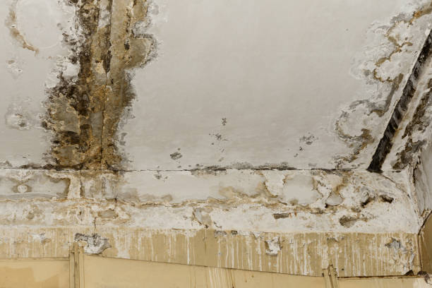 Best Environmental Consulting for Mold Prevention  in Port Labelle, FL