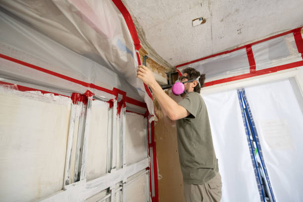 Professional Mold Removal in Port Labelle, FL