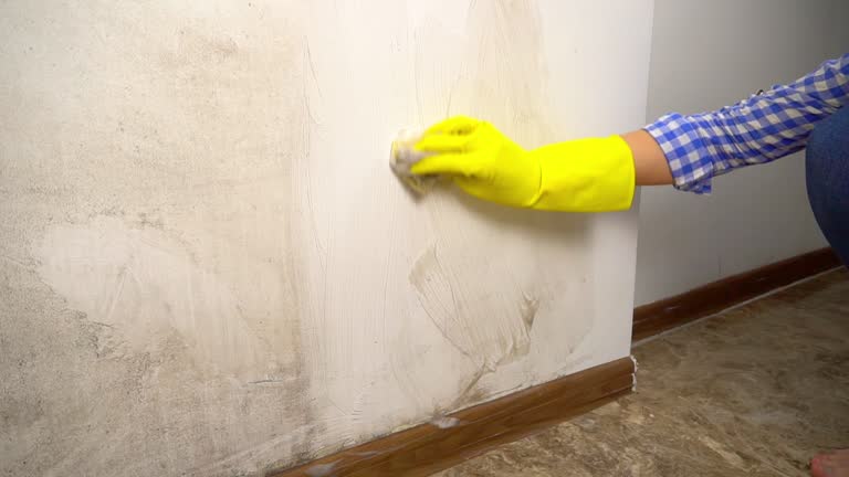 Best Attic Mold Removal  in Port Labelle, FL