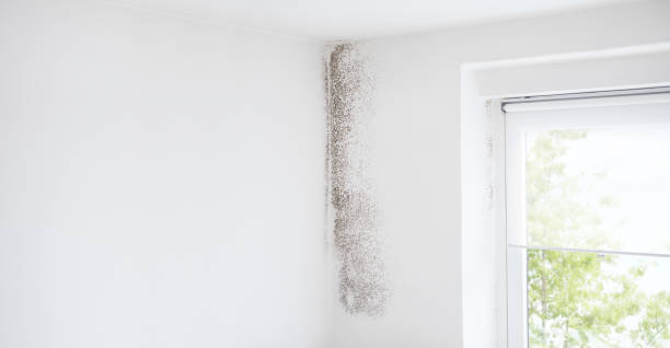 Dehumidification Services in Port Labelle, FL