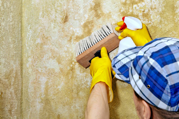 Best Basement Mold Removal  in Port Labelle, FL