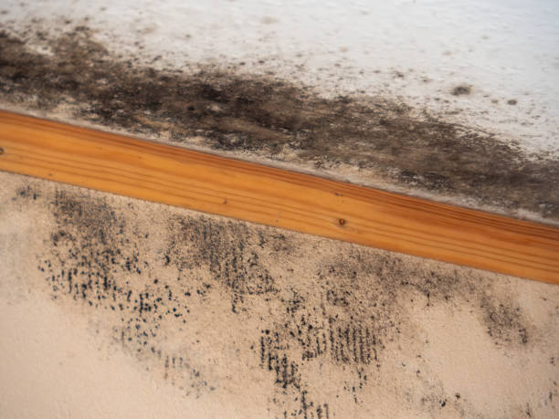 Best Residential Mold Inspection & Testing  in Port Labelle, FL