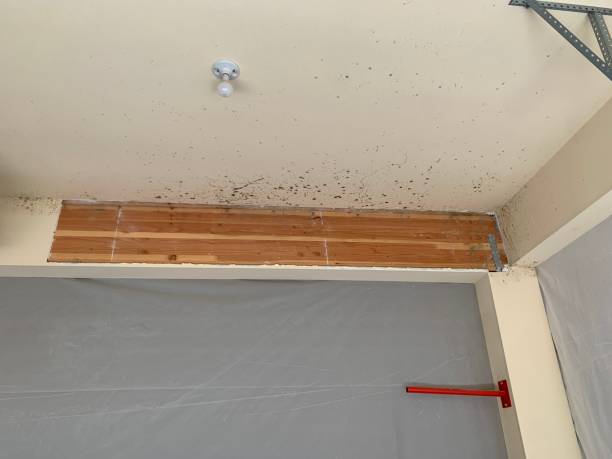 Environmental Consulting for Mold Prevention in Port Labelle, FL