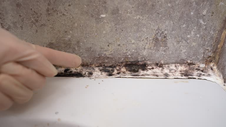 Best Post-Construction Mold Inspection  in Port Labelle, FL