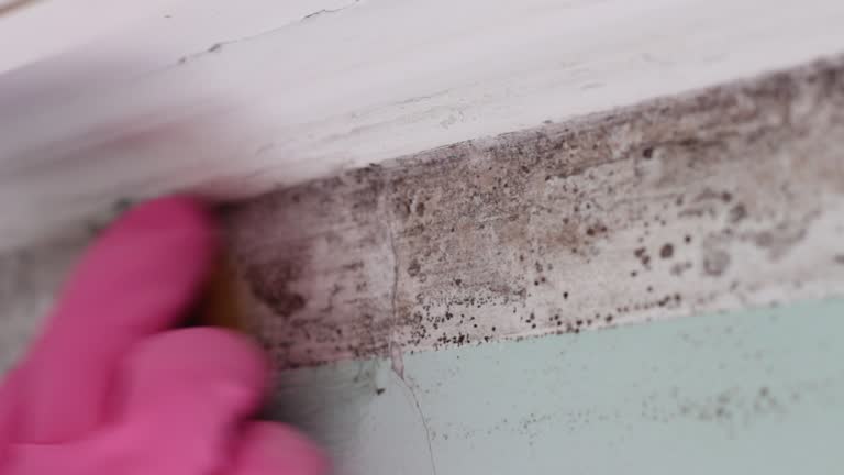 Best Asbestos and Lead Testing During Mold Inspection  in Port Labelle, FL